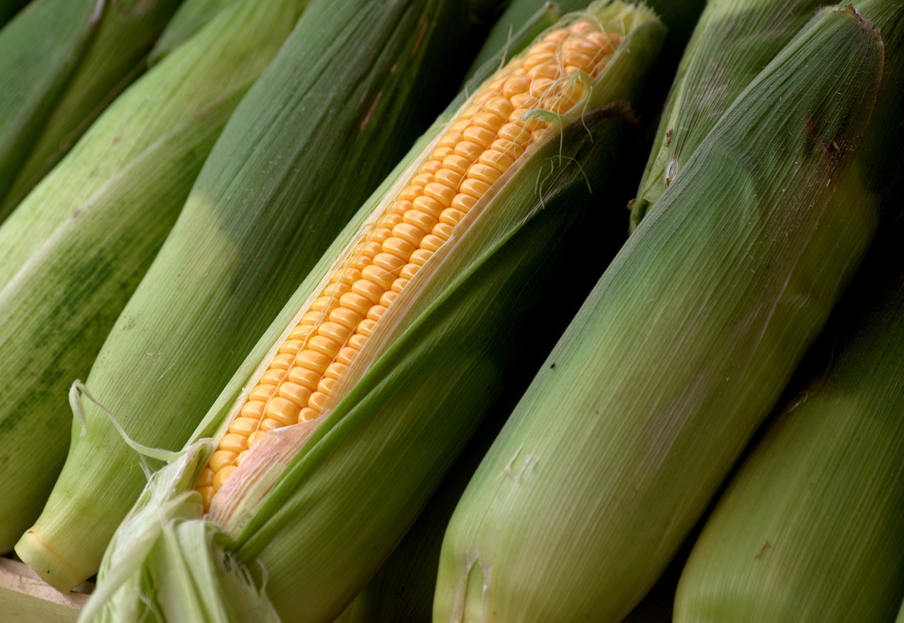 Kukurydza gnieciona najlepsza pasza dla zwierząt