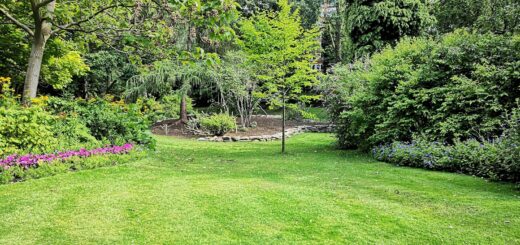 green grass field with trees