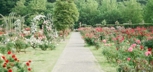 pink and red rose field