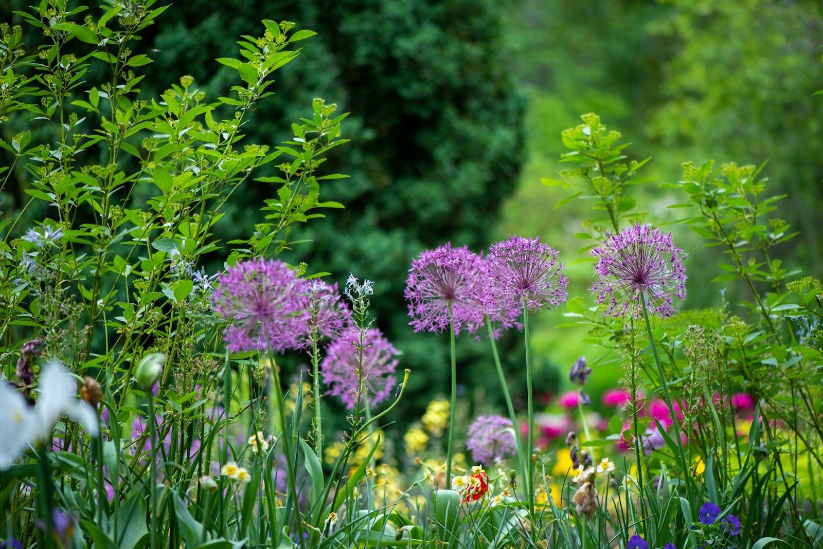 purple petaled flowers during daytime