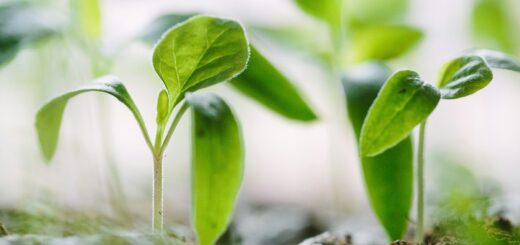 green plants on soil