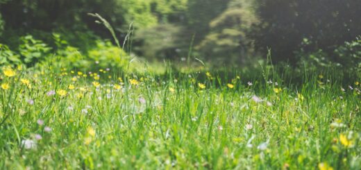 green grass field